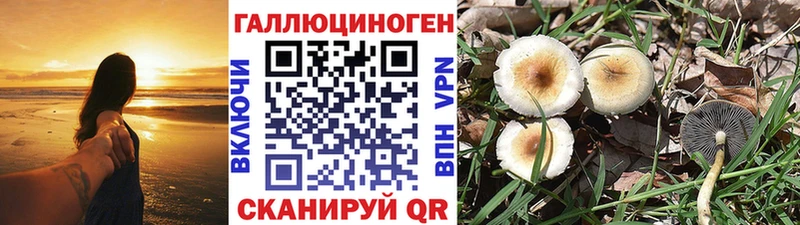 Галлюциногенные грибы Psilocybine cubensis Каневская